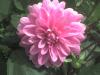 Butchant Garden