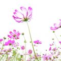 David‘s blog album